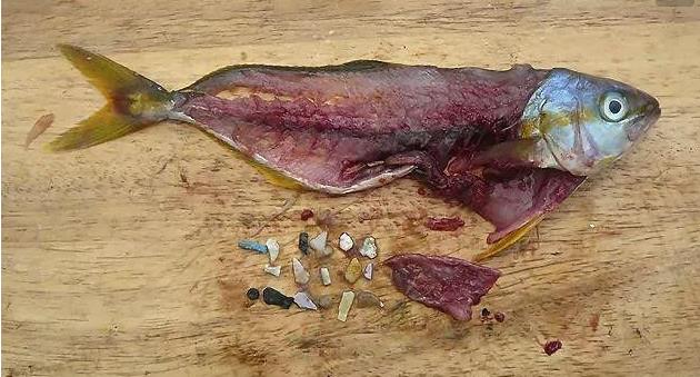 震驚！首次確認：人體已被微塑料污染！